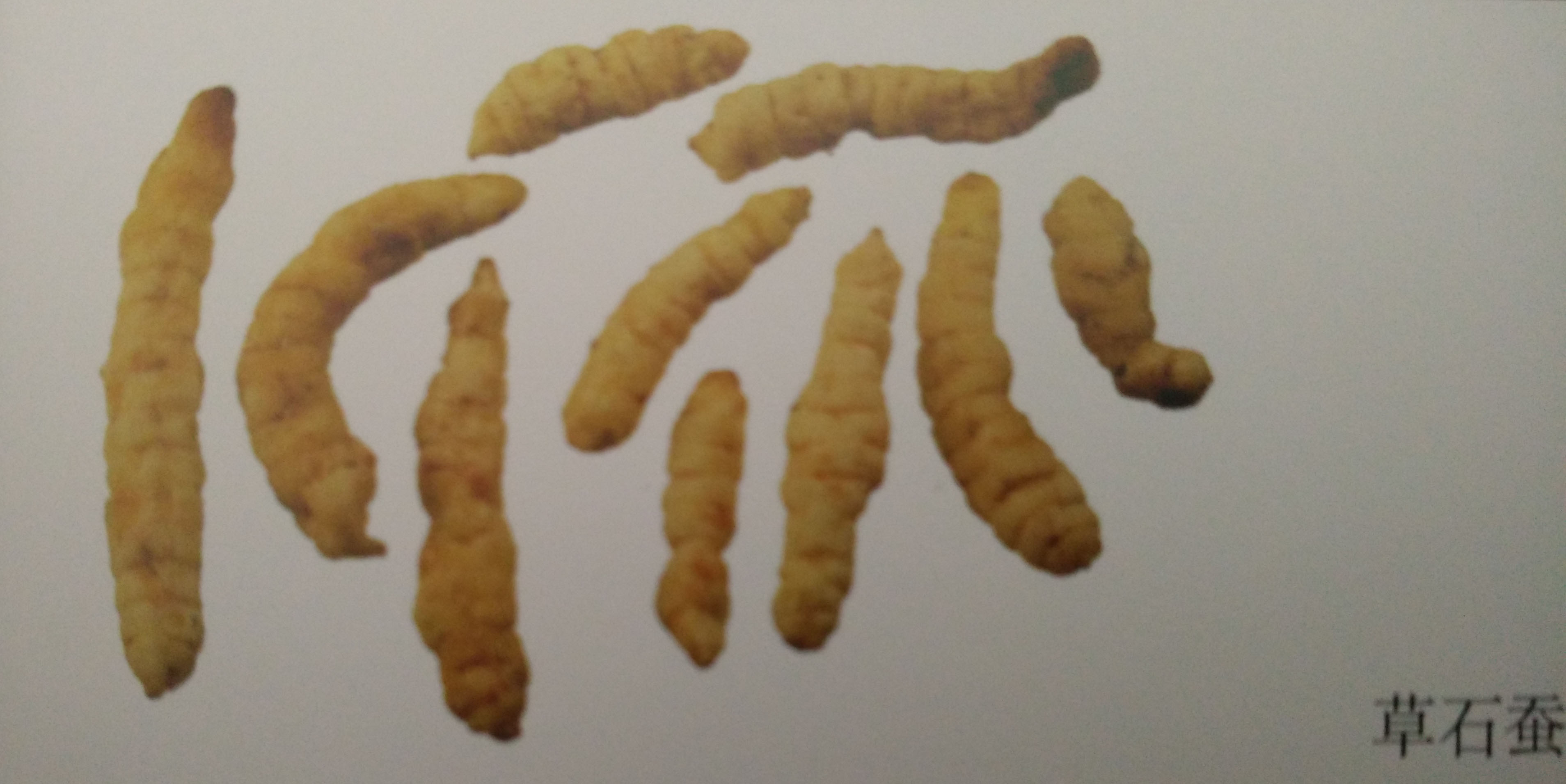 caoshican