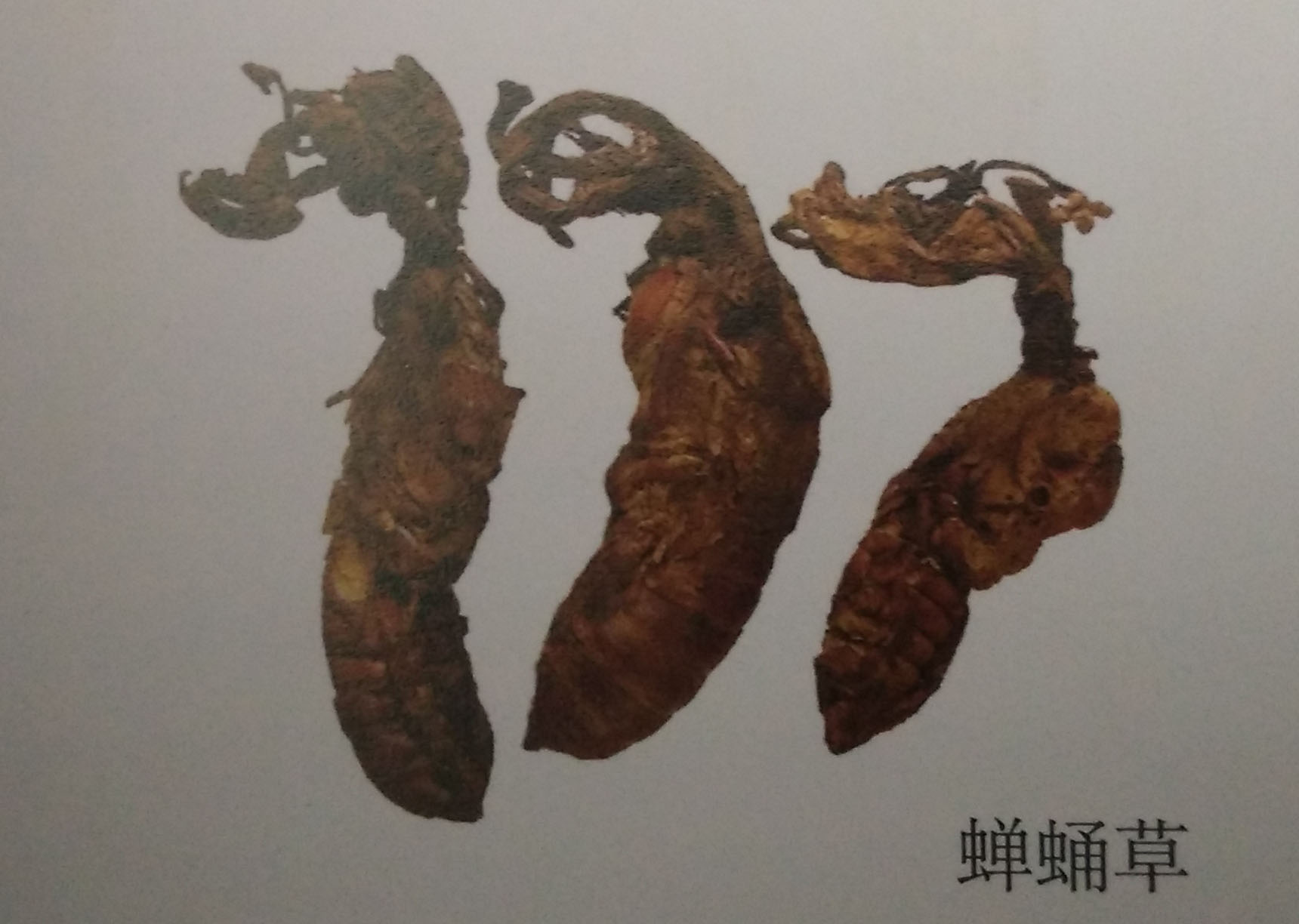 新疆虫草