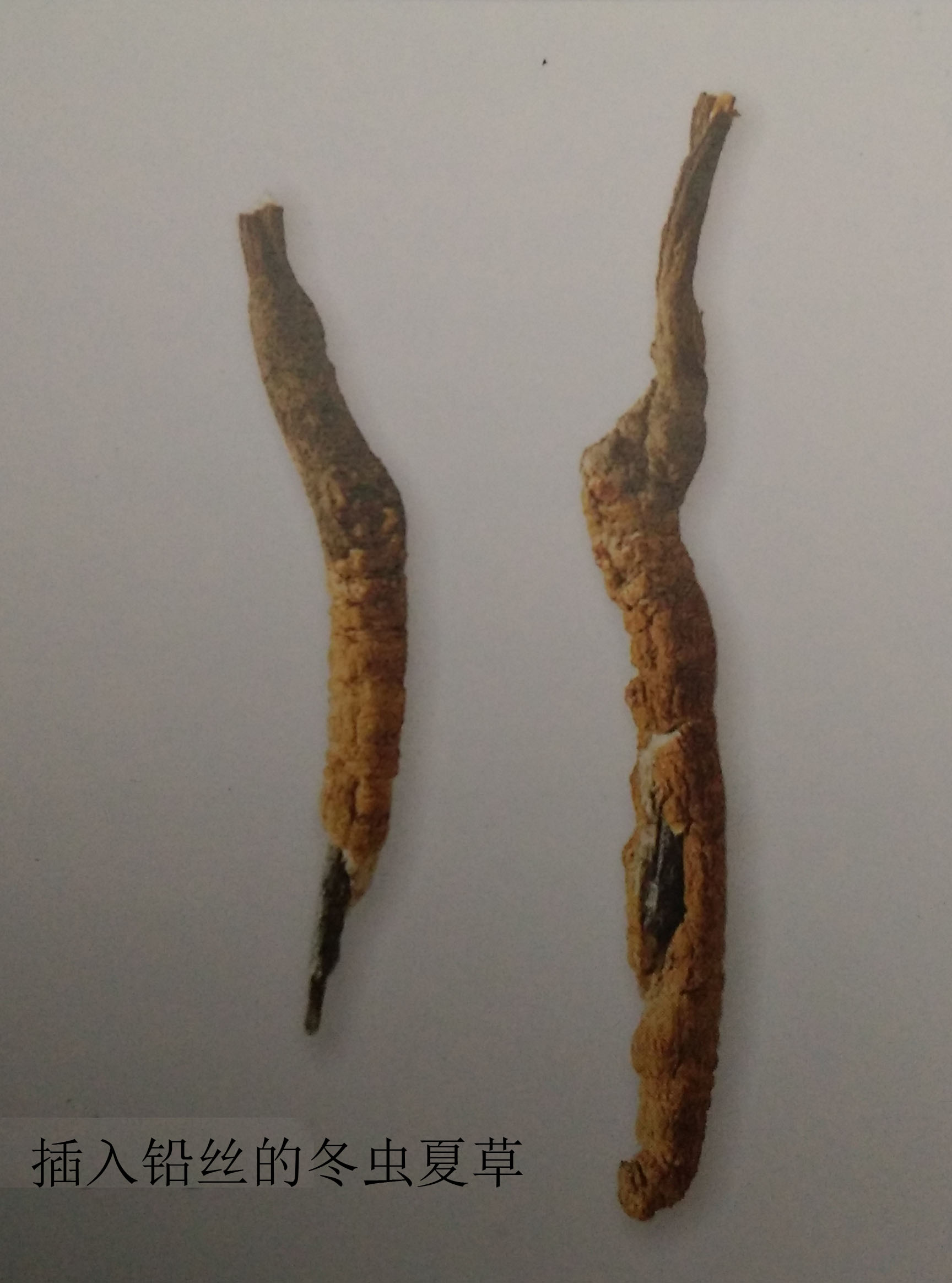 冬虫夏草人工伪劣品