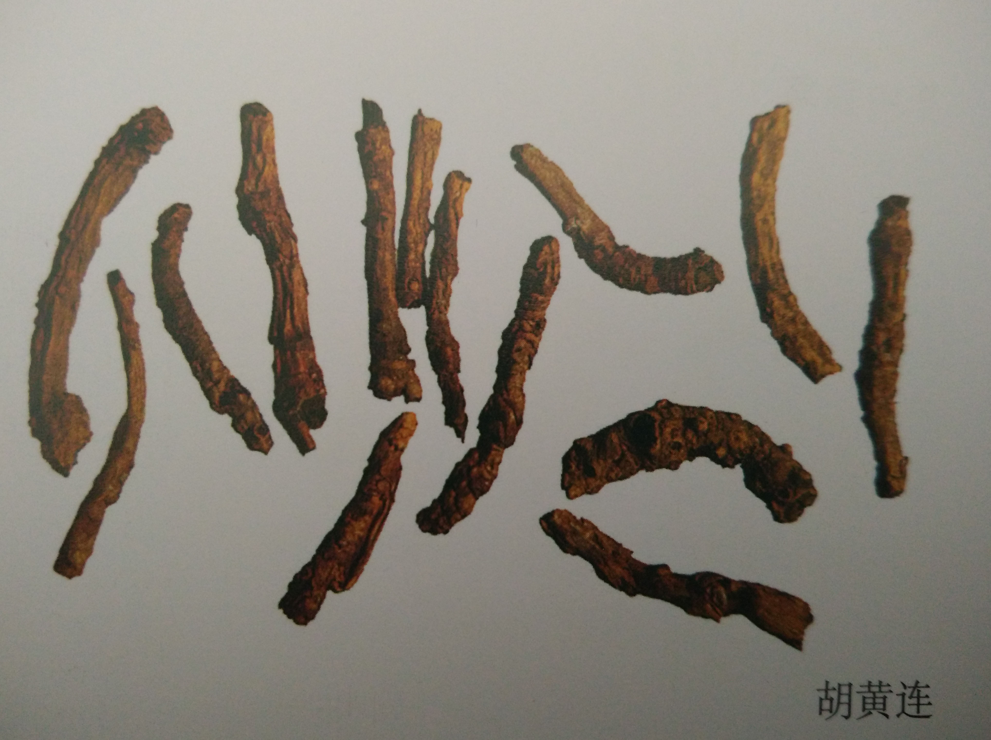 胡黄莲