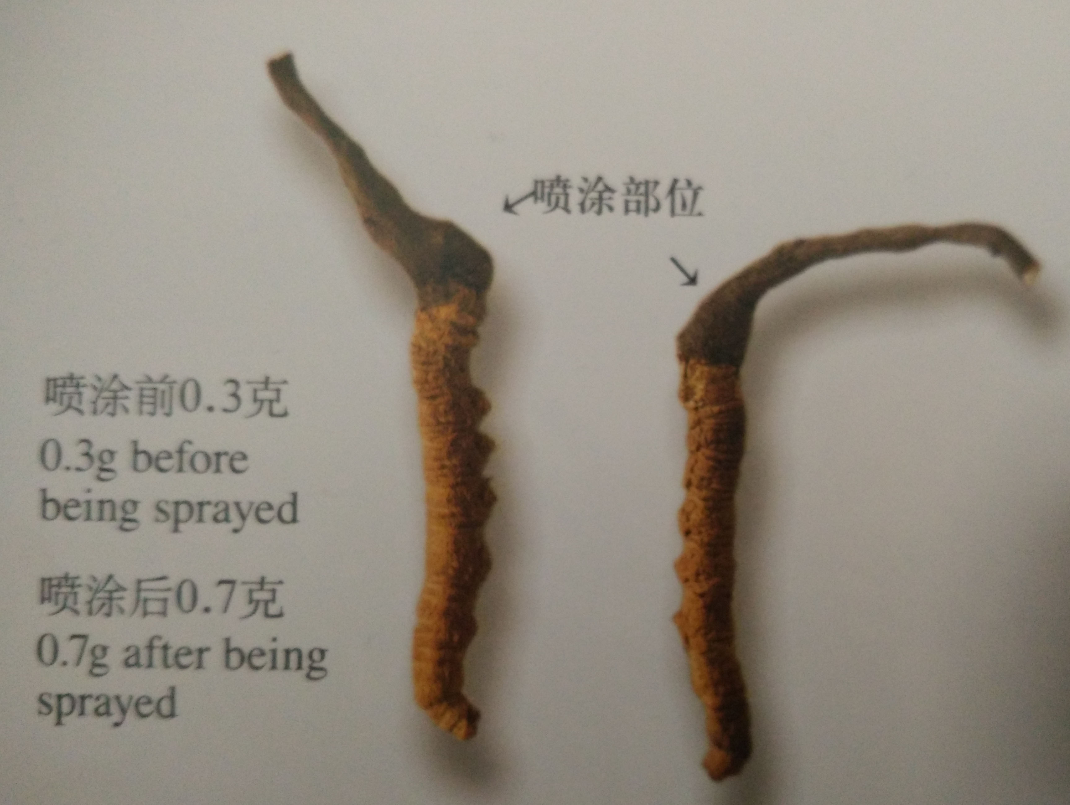 冬虫夏草浸泡喷涂增重