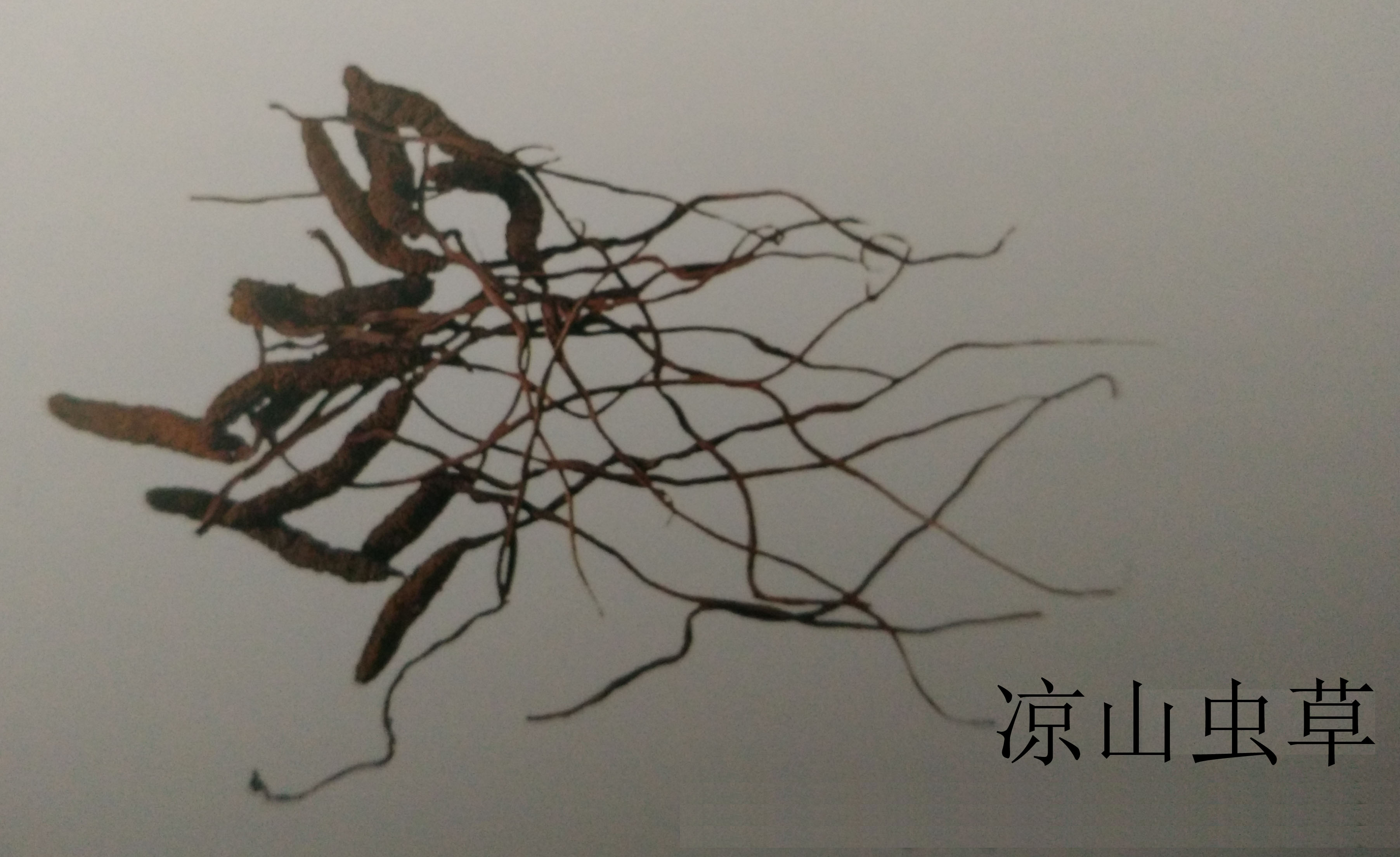 凉山虫草