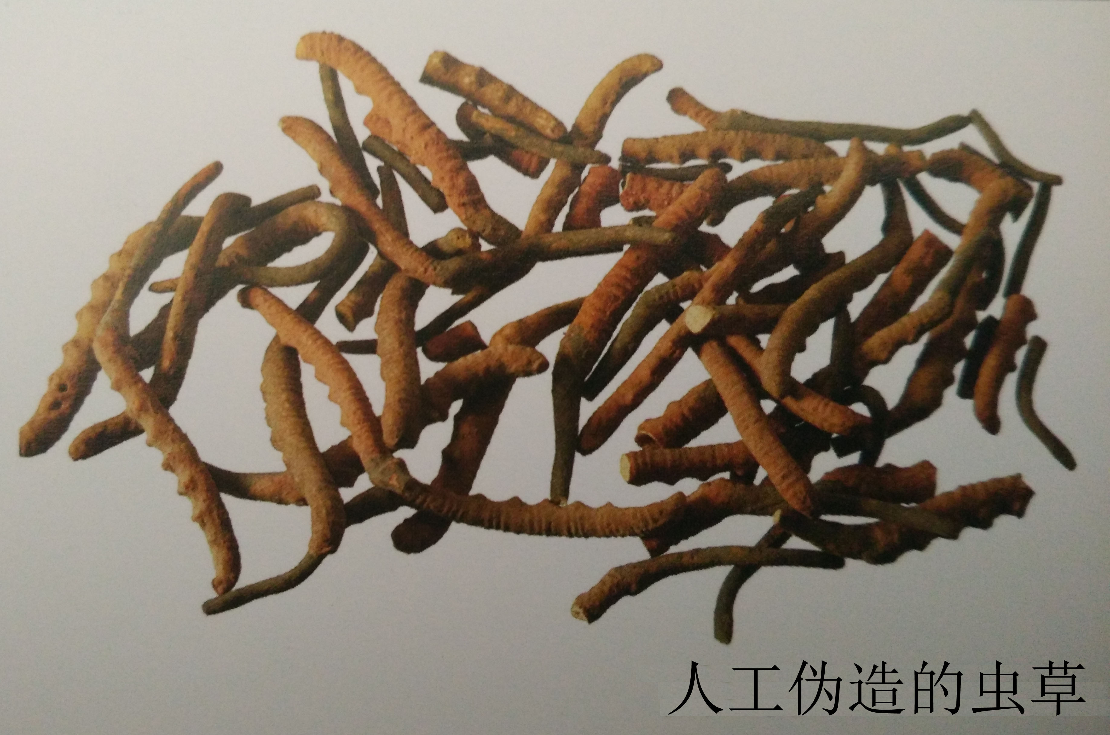 冬虫夏草人工伪劣品