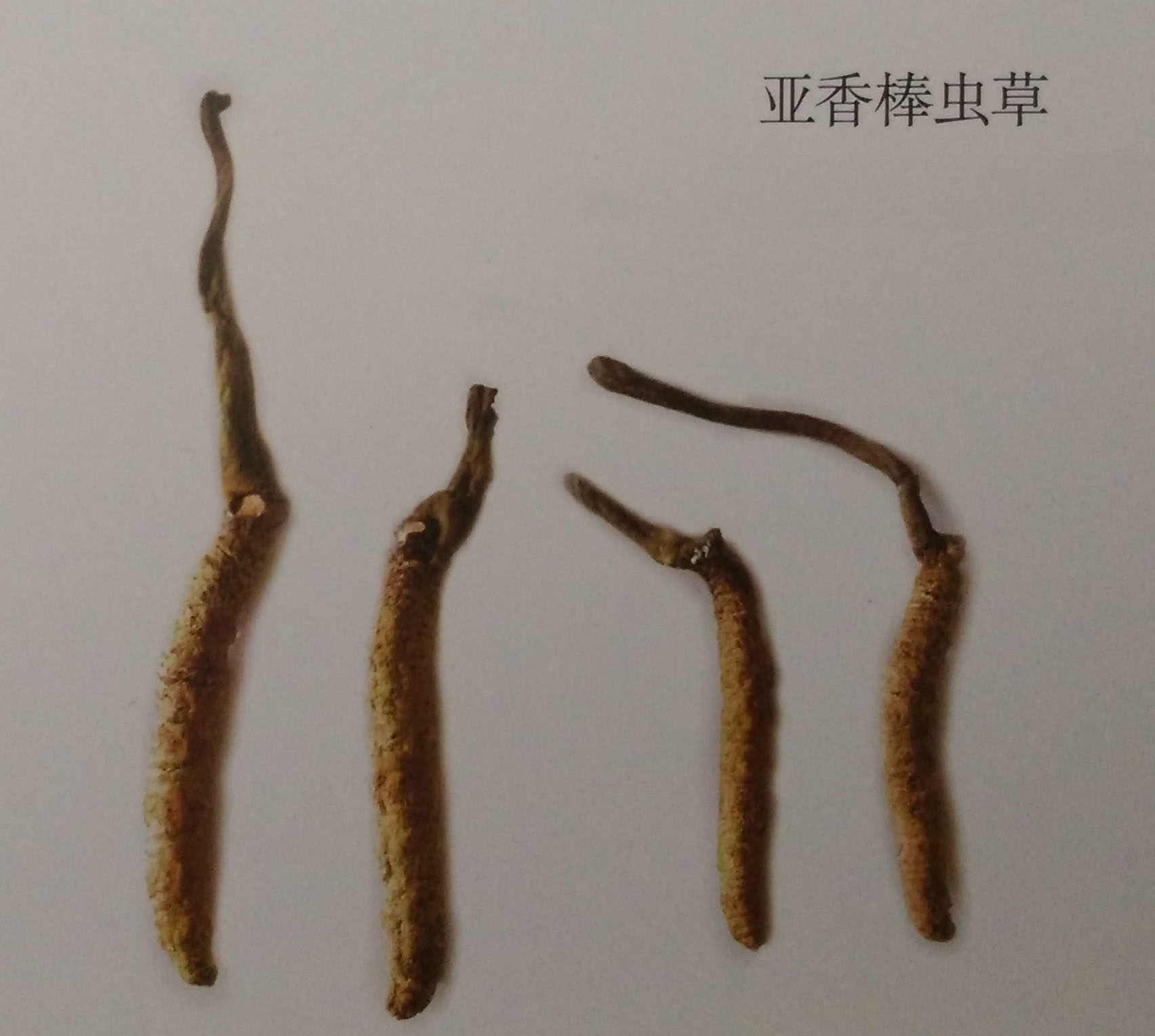 亚香棒虫草
