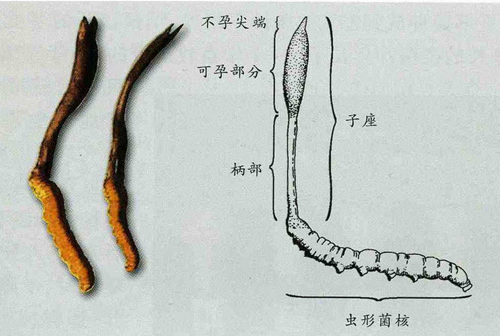 组成